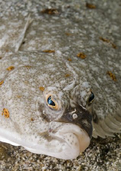 Plaice. Cornwall. D200, 60mm. by Derek Haslam 